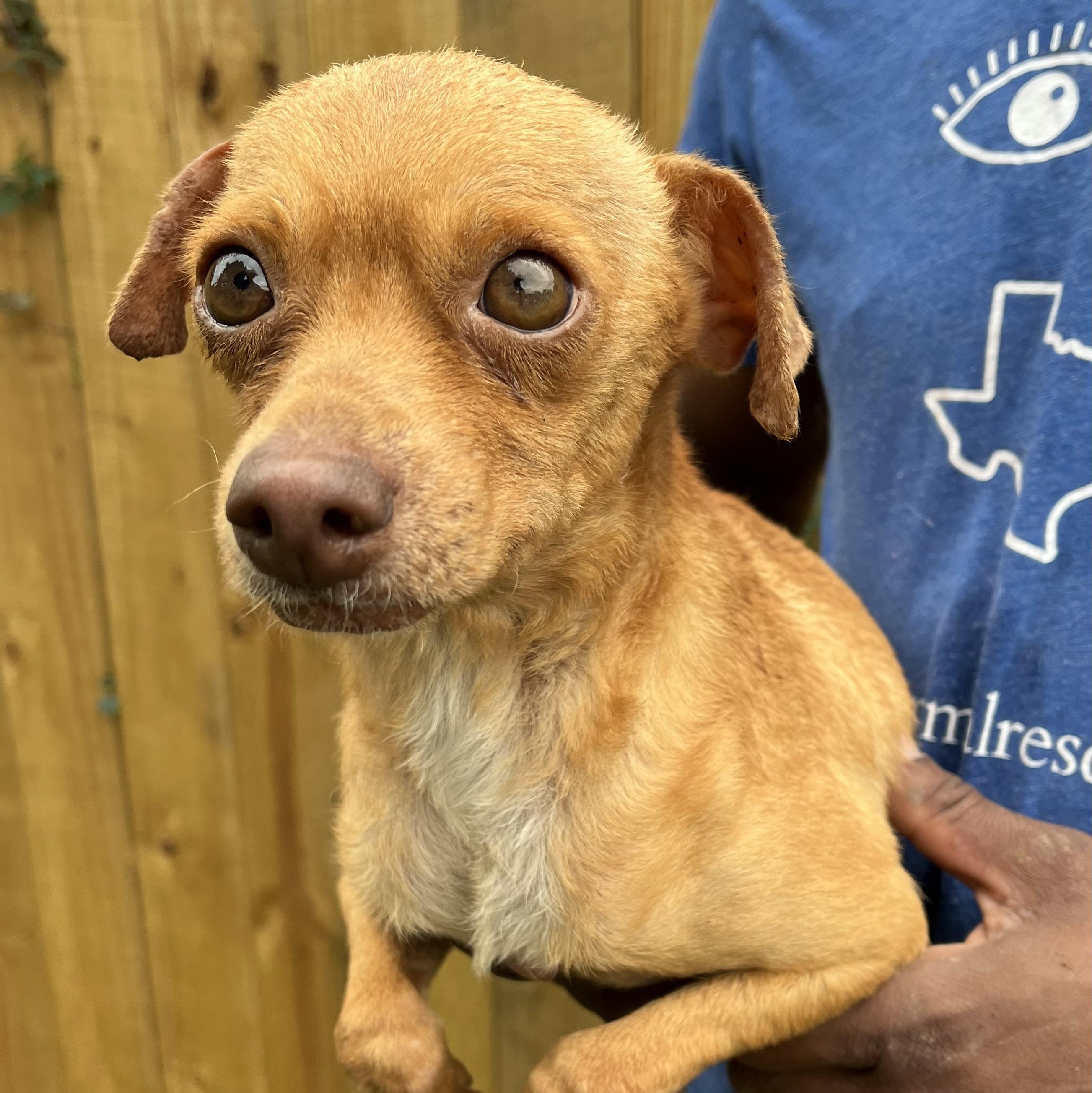 Enlarge Dolby - Local Dec 19-21, a Adoptable mixed breed in Gresham, OR image 2/6