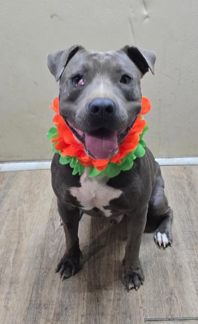 Enlarge Finn, a Adoptable American Staffordshire Terrier in Camden, AR image 1/2