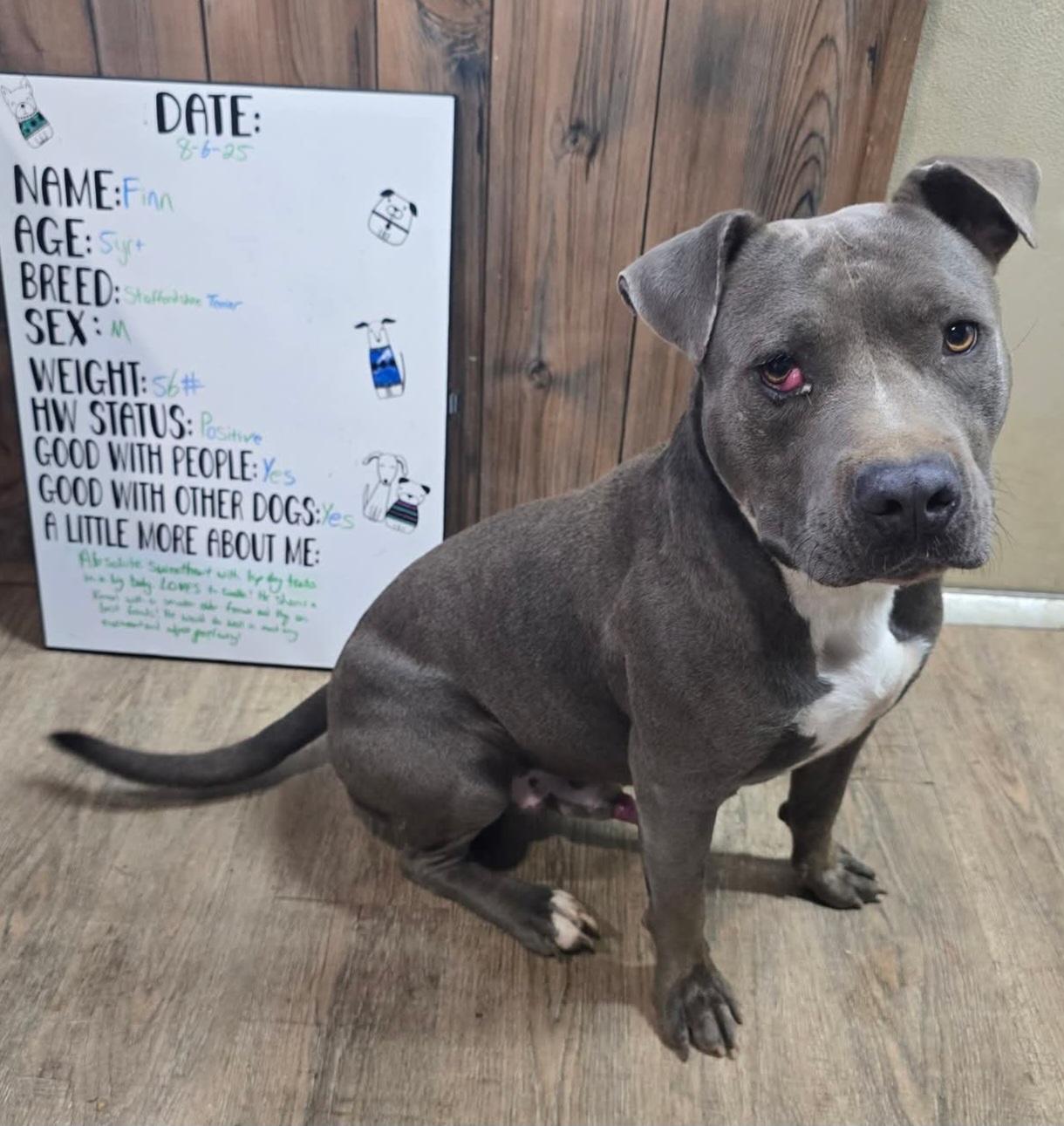 Enlarge Finn, a Adoptable American Staffordshire Terrier in Camden, AR image 2/2