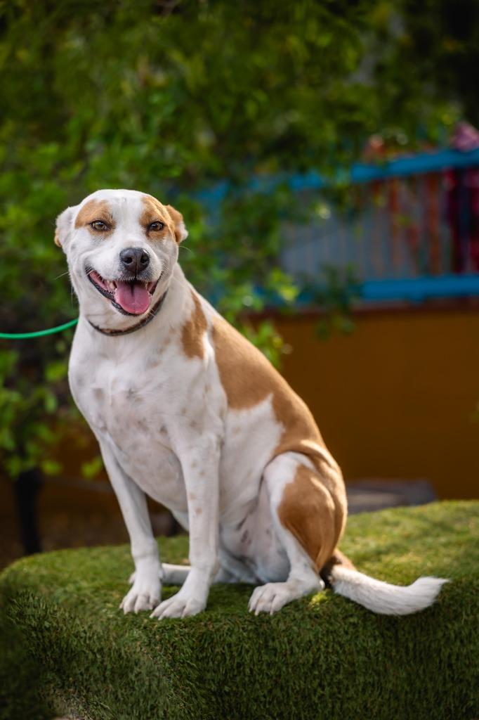 Bubbles, Adoptable, Adult Female Australian Cattle Dog / Blue Heeler & Basenji.