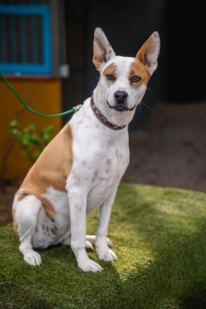 Bubbles, a Adoptable mixed breed in Anacortes, WA image 2/5