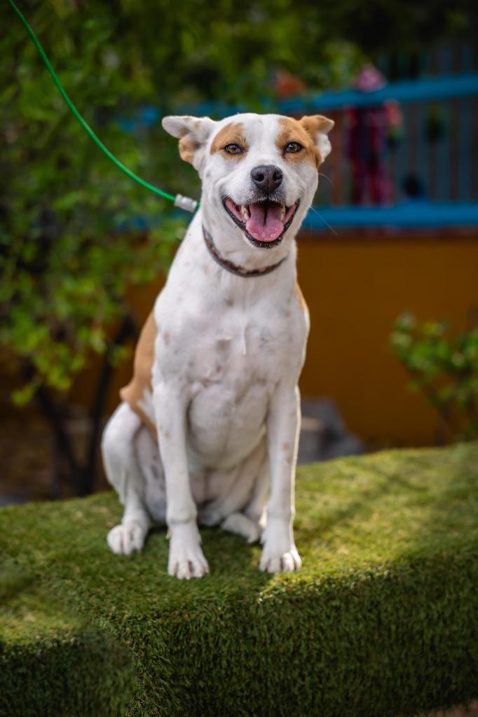 Bubbles, a Adoptable mixed breed in Anacortes, WA image 3/5