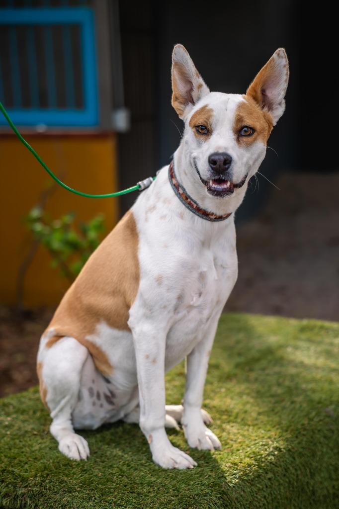 Bubbles, a Adoptable mixed breed in Anacortes, WA image 4/5