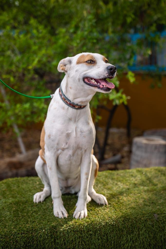 Bubbles, a Adoptable mixed breed in Anacortes, WA image 5/5