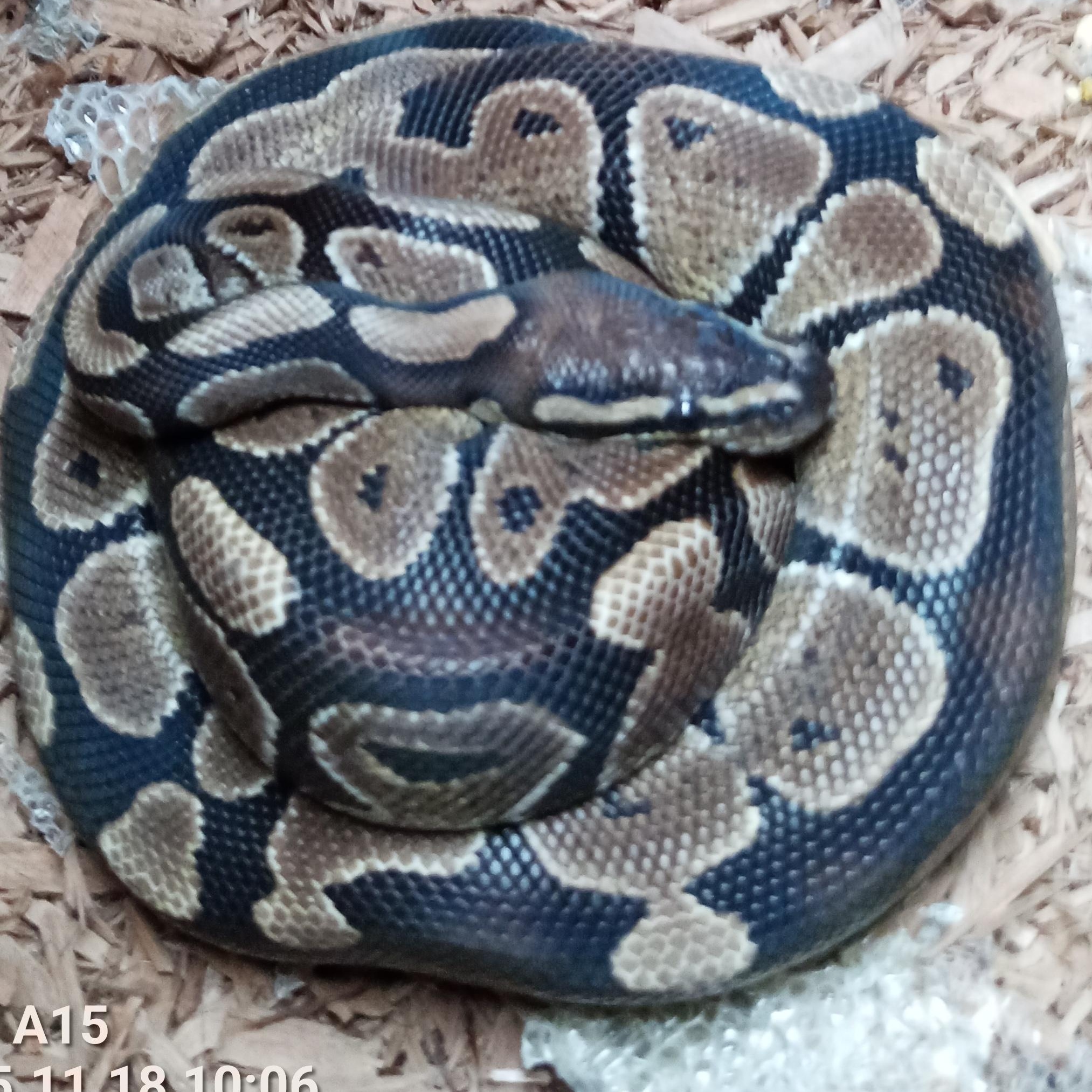 Enlarge Glorious, a Adoptable Ball Python in Modesto, CA image 1/2