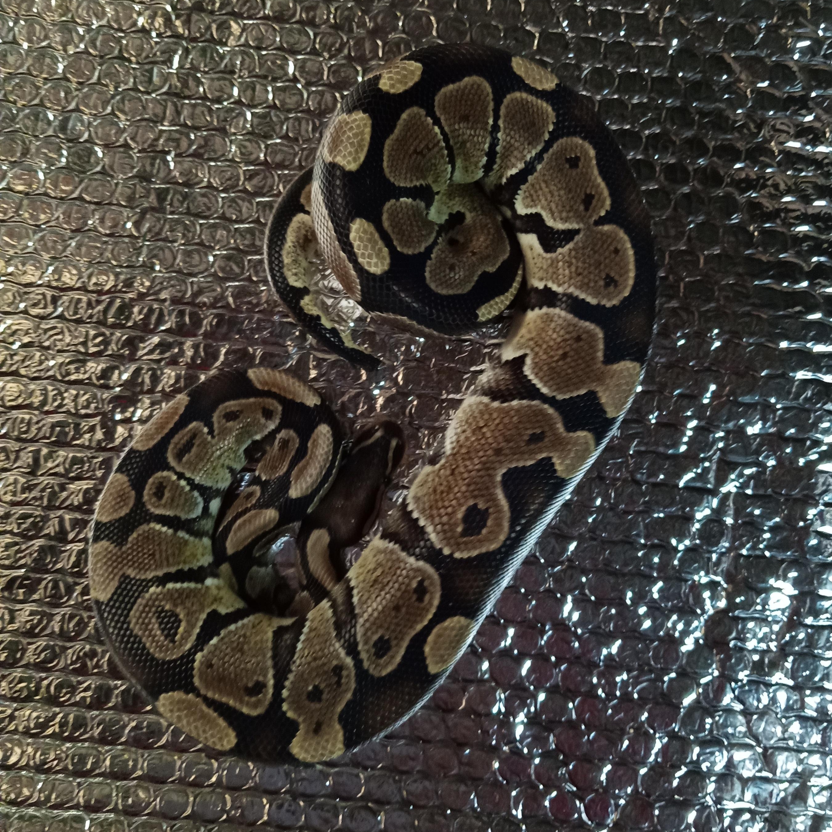 Glorious, Adoptable, Young Female Ball Python.