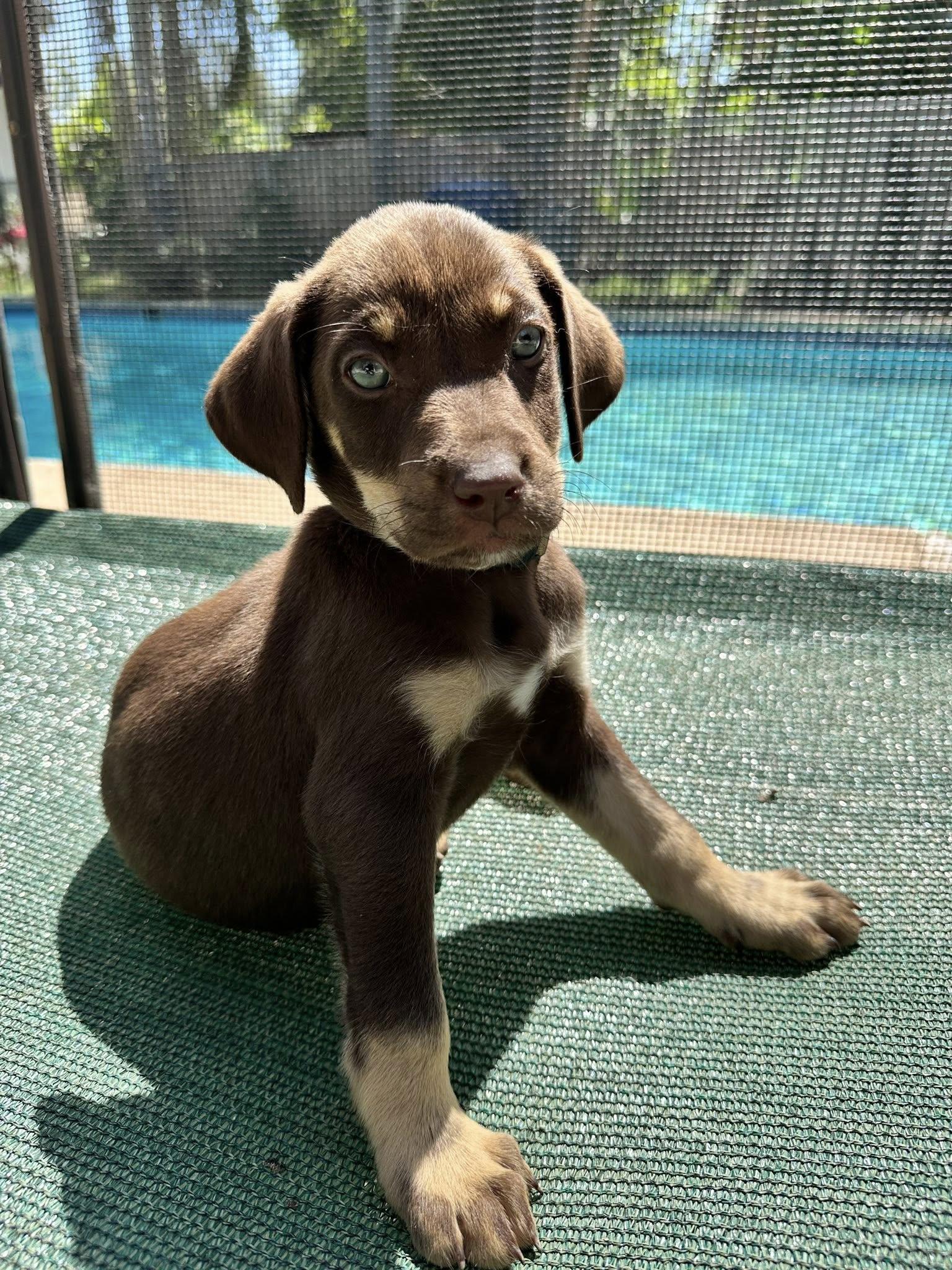 Enlarge Wynn, an adopted mixed breed in Agua Dulce, CA image 1/3