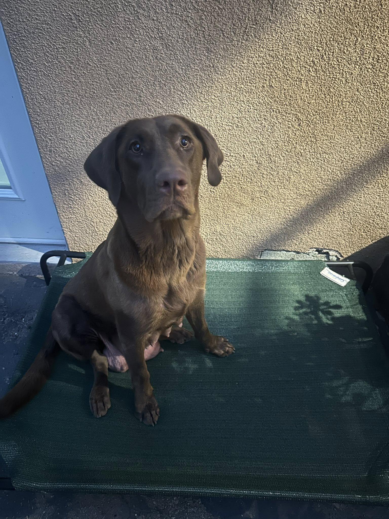 Enlarge Wynn, an adopted mixed breed in Agua Dulce, CA image 2/3