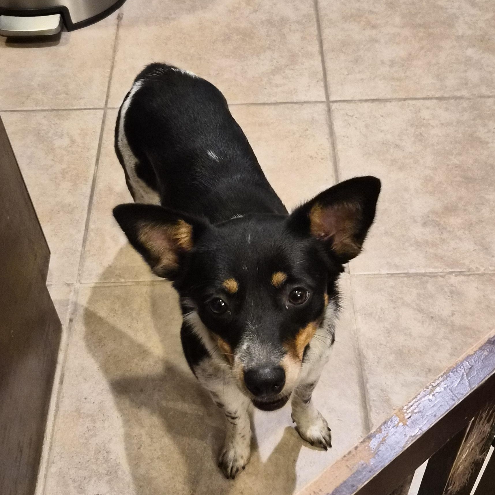 Enlarge Jayani MV14128-T  , a Adoptable mixed breed in Marysville, WA image 1/6