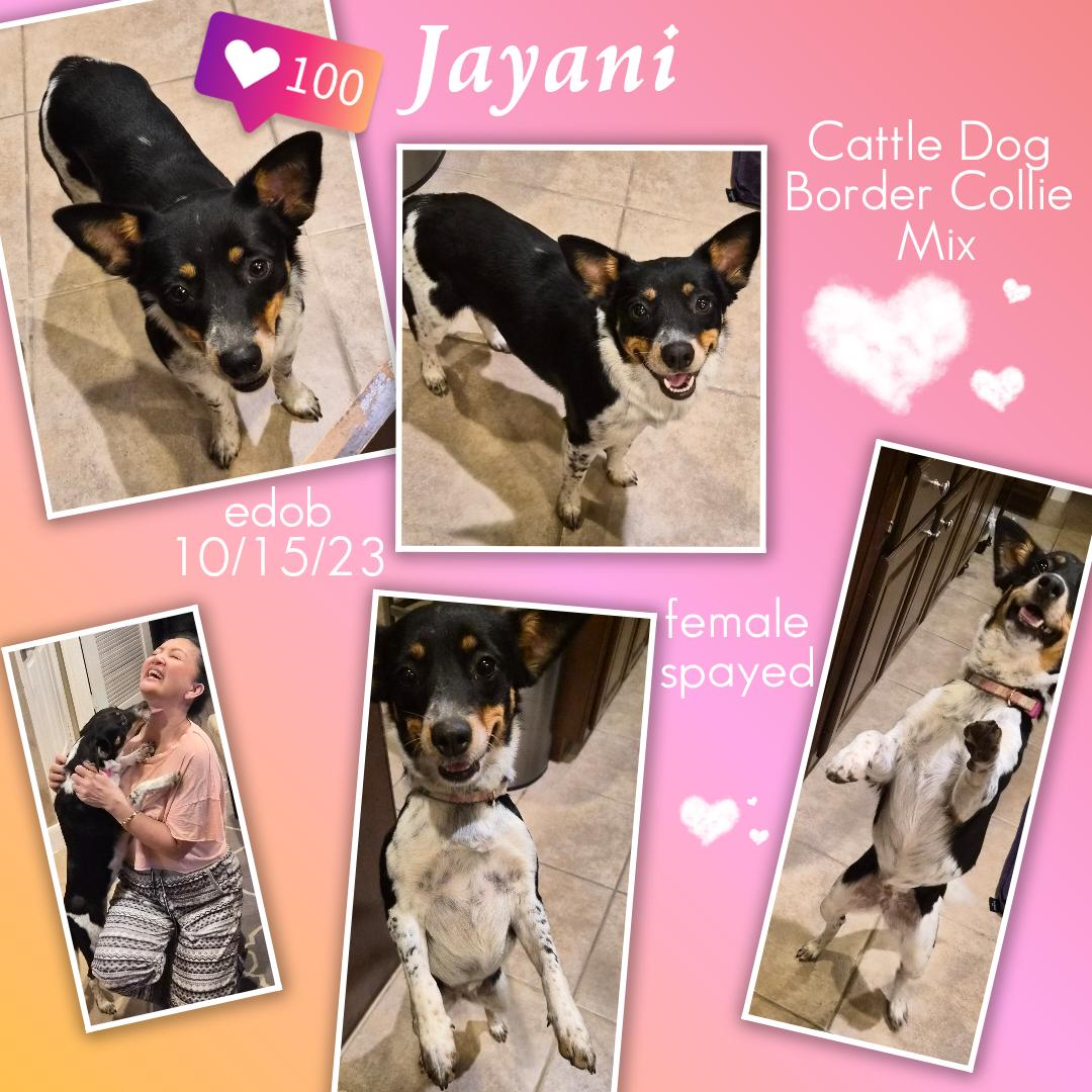 Enlarge Jayani MV14128-T  , a Adoptable mixed breed in Marysville, WA image 4/6