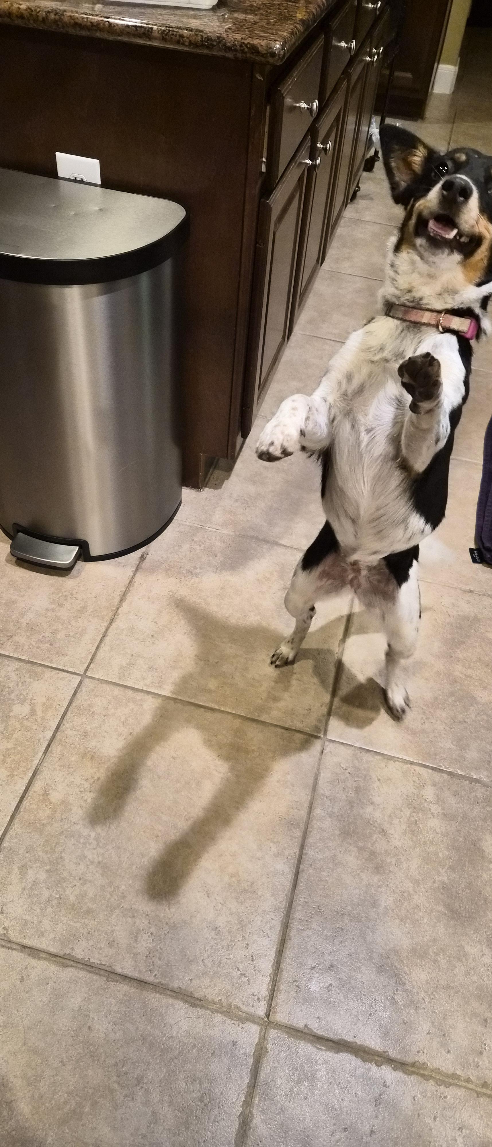 Enlarge Jayani MV14128-T  , a Adoptable mixed breed in Marysville, WA image 5/6