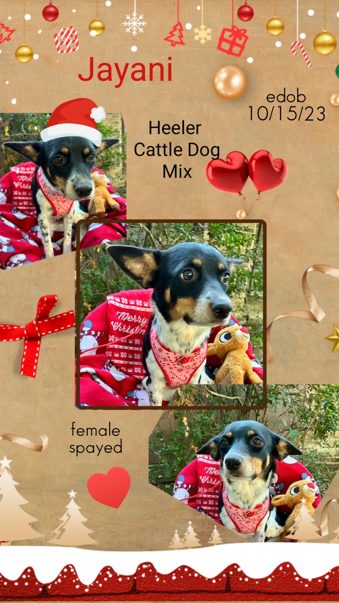 Enlarge Jayani MV14128-T  , a Adoptable mixed breed in Marysville, WA image 3/6