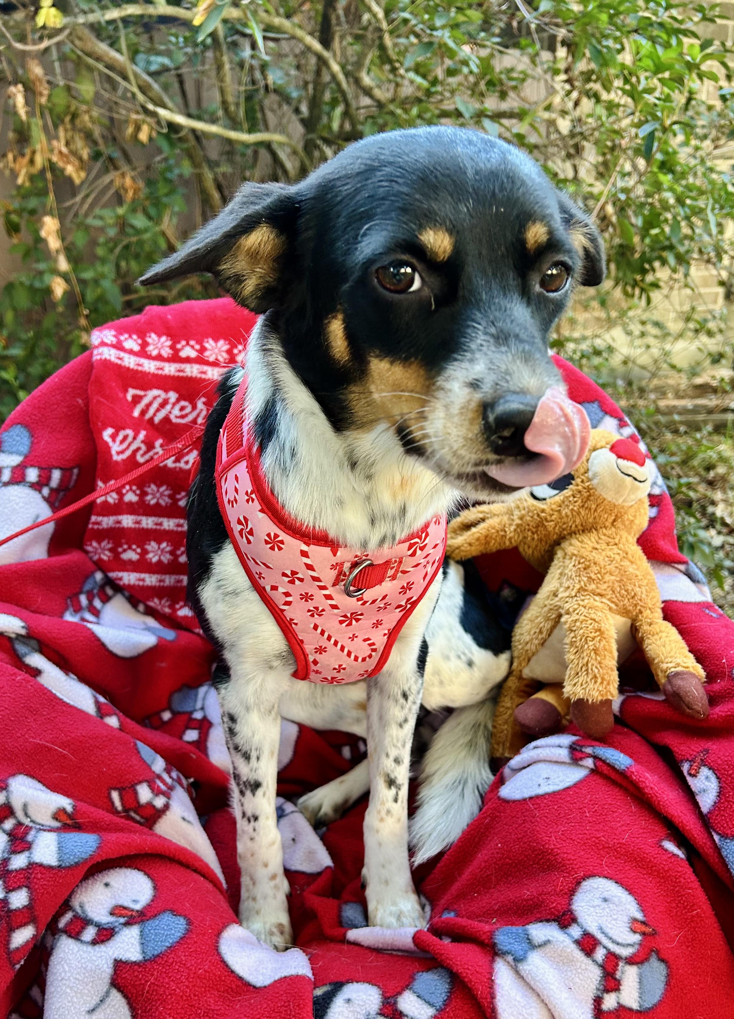 Enlarge Jayani MV14128-T  , a Adoptable mixed breed in Marysville, WA image 2/6