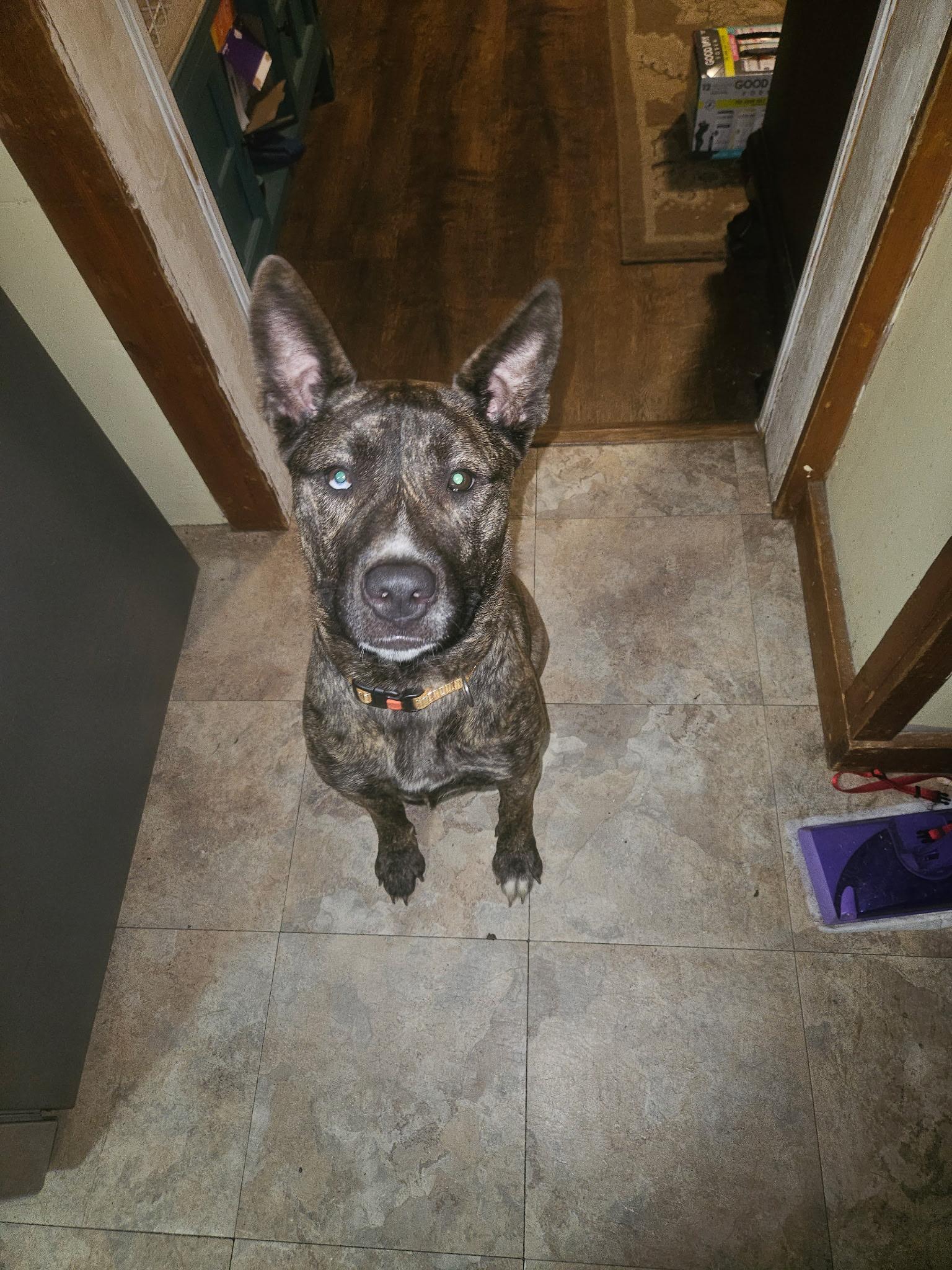 Lacy-MD, Adoptable, Young Female American Staffordshire Terrier.