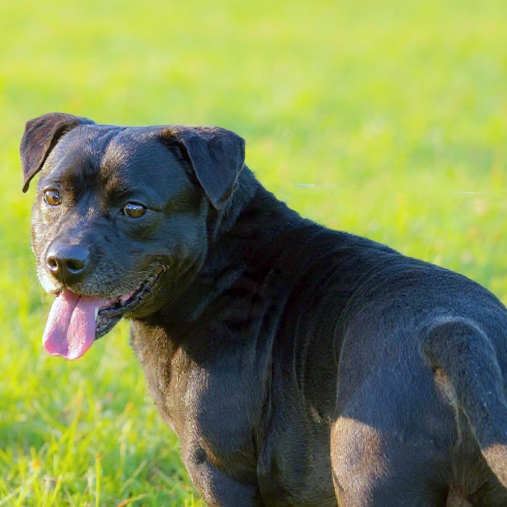 Enlarge Chunks, a Adoptable mixed breed in Wichita, KS image 1/6