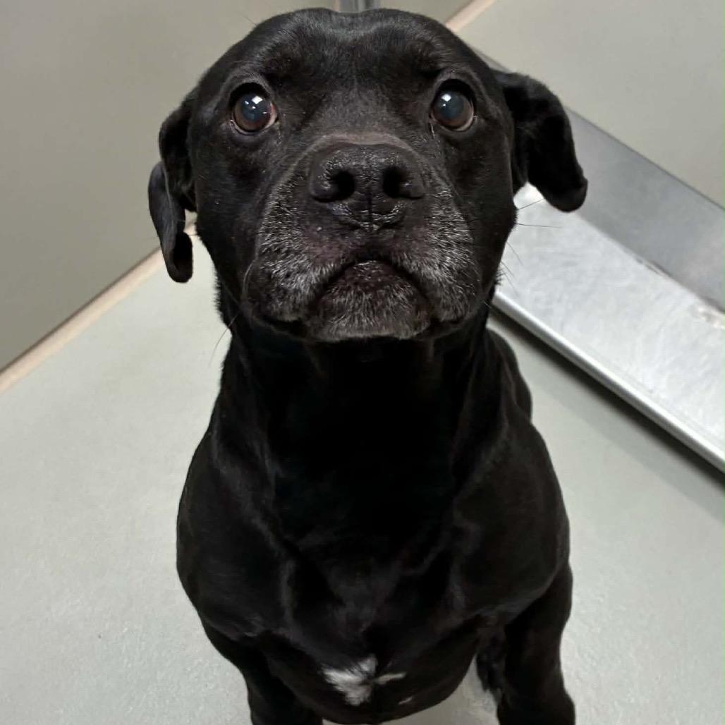 Enlarge Chunks, a Adoptable mixed breed in Wichita, KS image 2/6