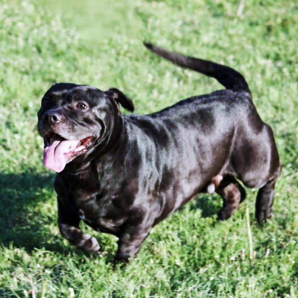 Enlarge Chunks, a Adoptable mixed breed in Wichita, KS image 3/6