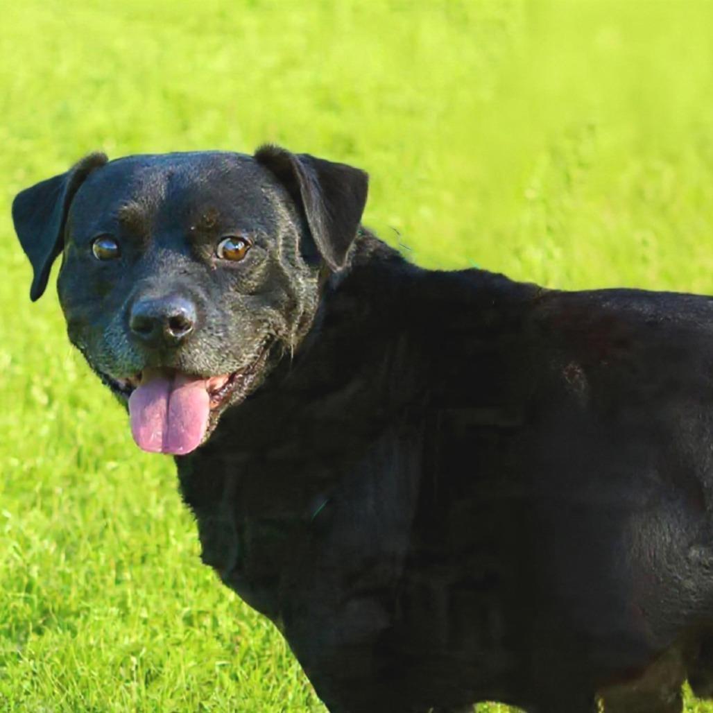 Enlarge Chunks, a Adoptable mixed breed in Wichita, KS image 4/6