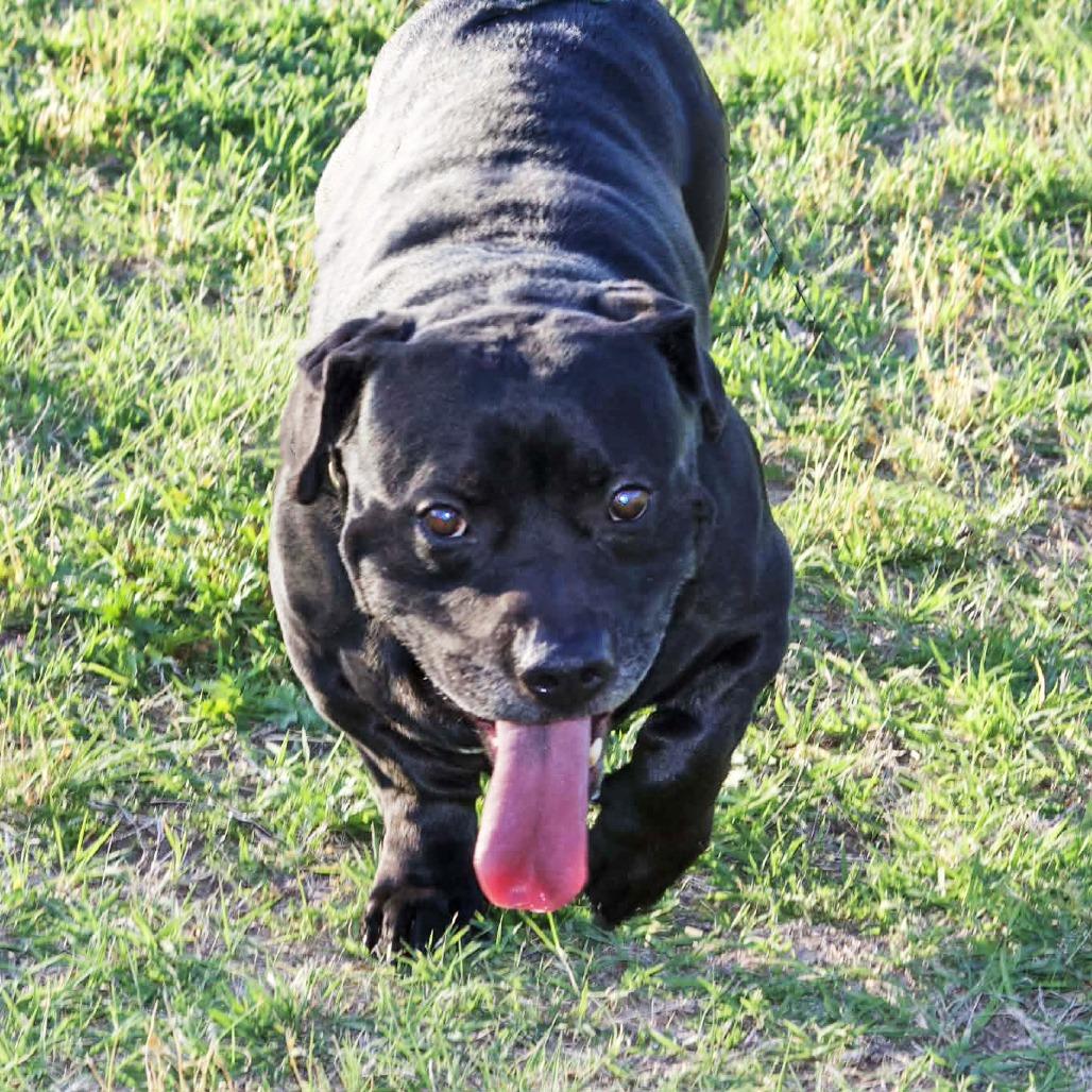 Enlarge Chunks, a Adoptable mixed breed in Wichita, KS image 5/6