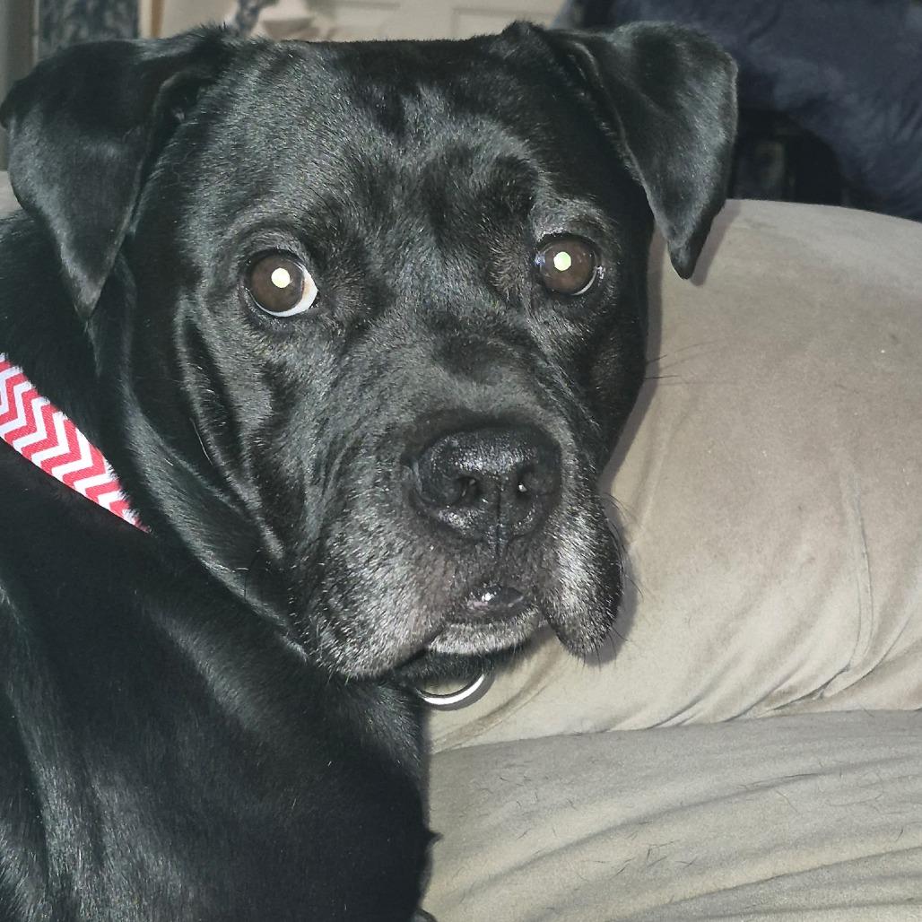 Enlarge Chunks, a Adoptable mixed breed in Wichita, KS image 6/6