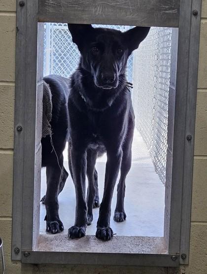 Silhouette, a Adoptable mixed breed in Edgewood, NM image 1/3