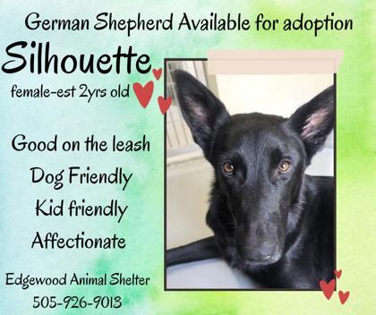 Silhouette, a Adoptable mixed breed in Edgewood, NM image 2/3