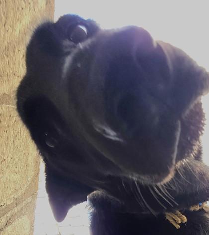 Silhouette, a Adoptable mixed breed in Edgewood, NM image 1/2