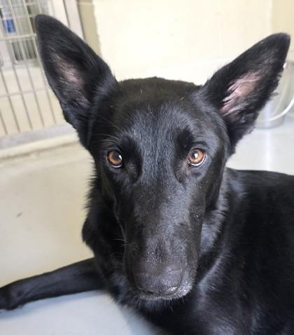 Silhouette, a Adoptable mixed breed in Edgewood, NM image 3/3