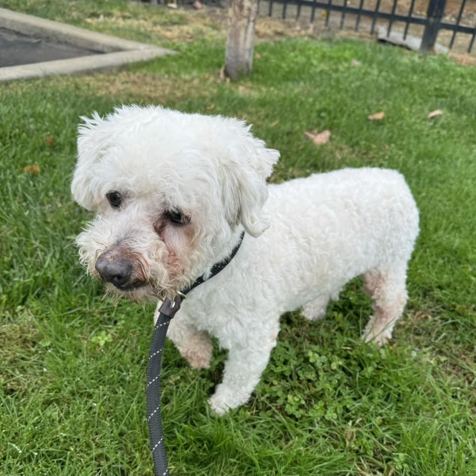 Sonny, Adoptable, Young Male Poodle.