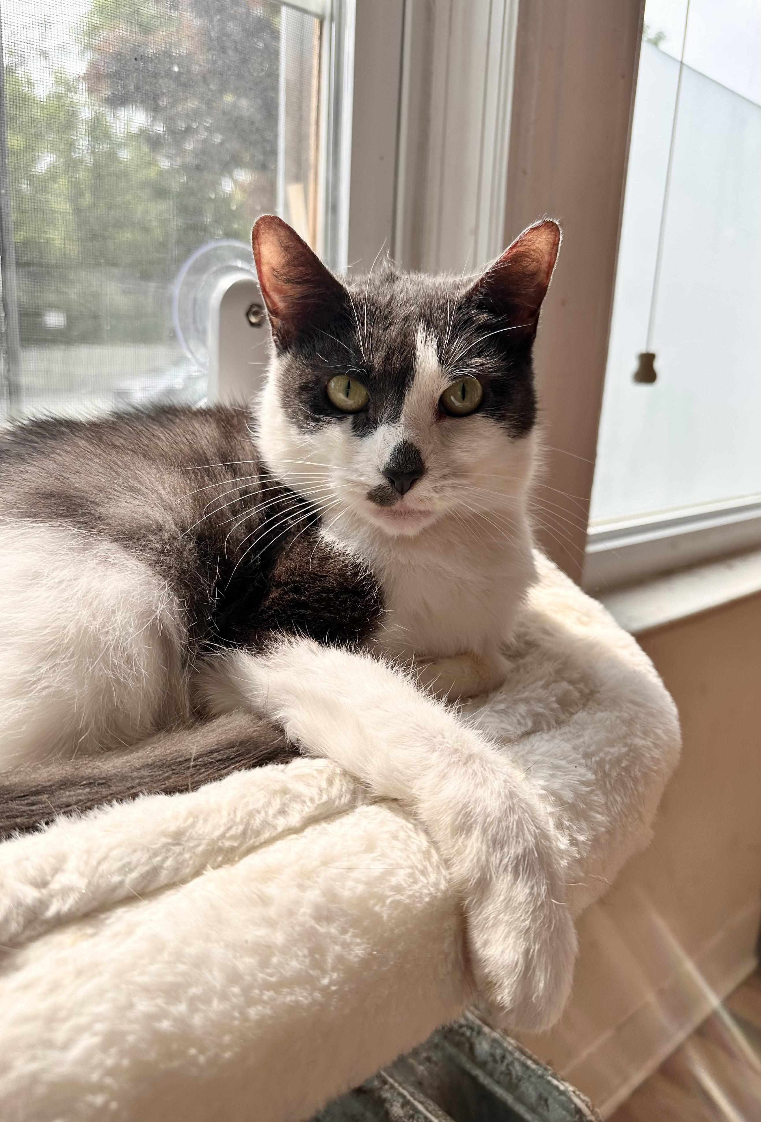 JOSIE, Adoptable, Adult Female Domestic Short Hair.