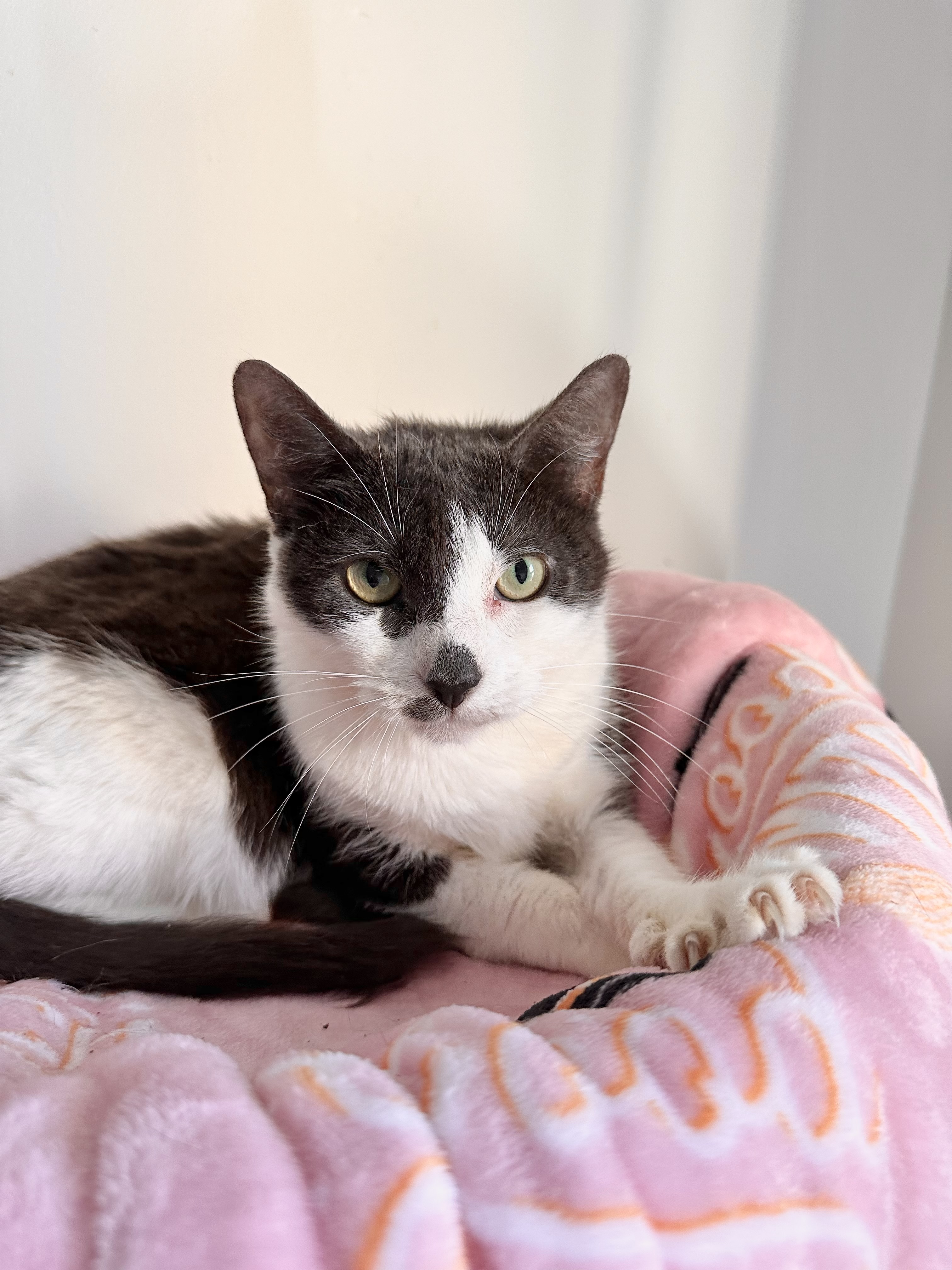 Enlarge JOSIE, a Adoptable Domestic Short Hair in New York, NY image 2/3