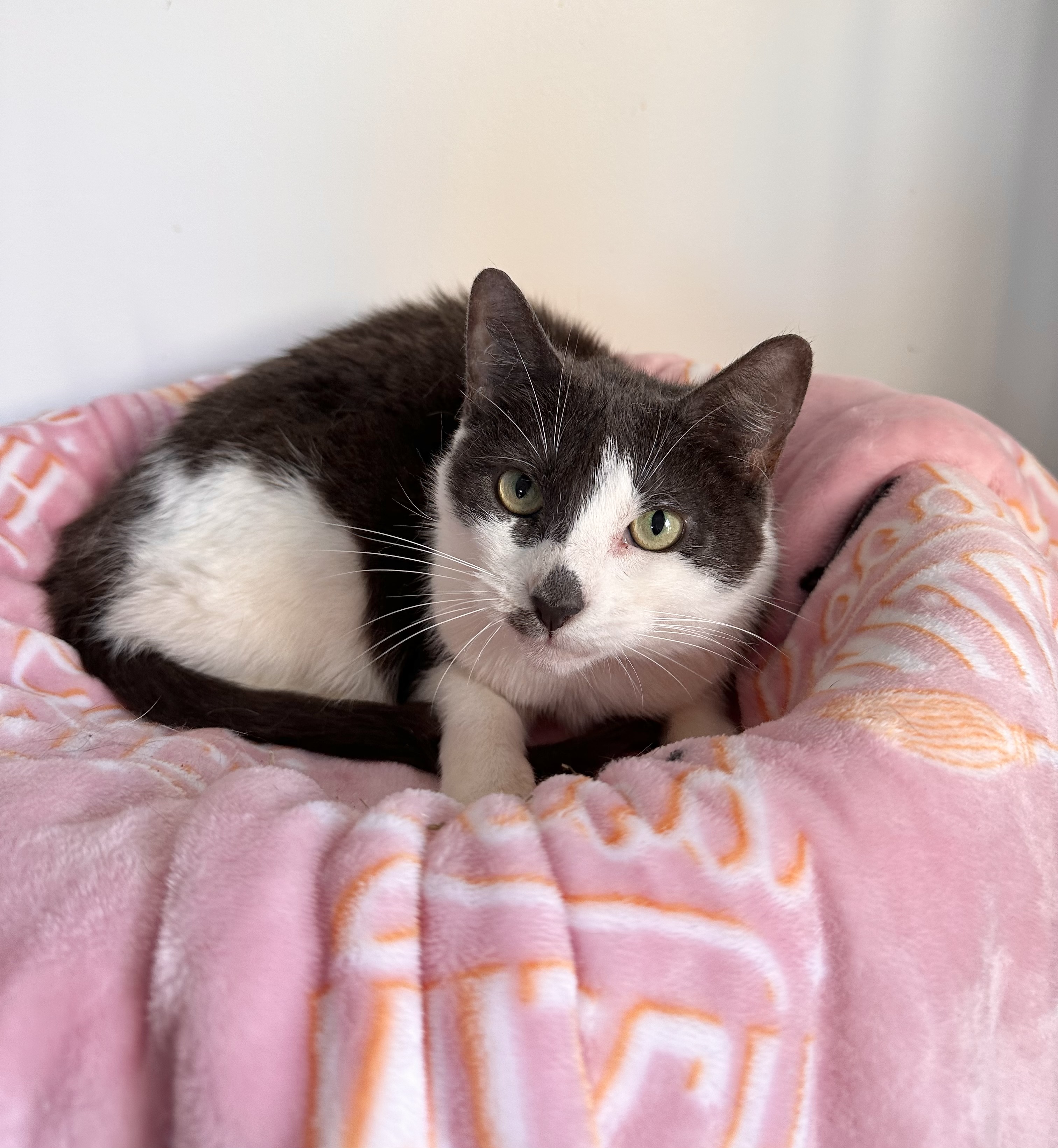 Enlarge JOSIE, a Adoptable Domestic Short Hair in New York, NY image 3/3
