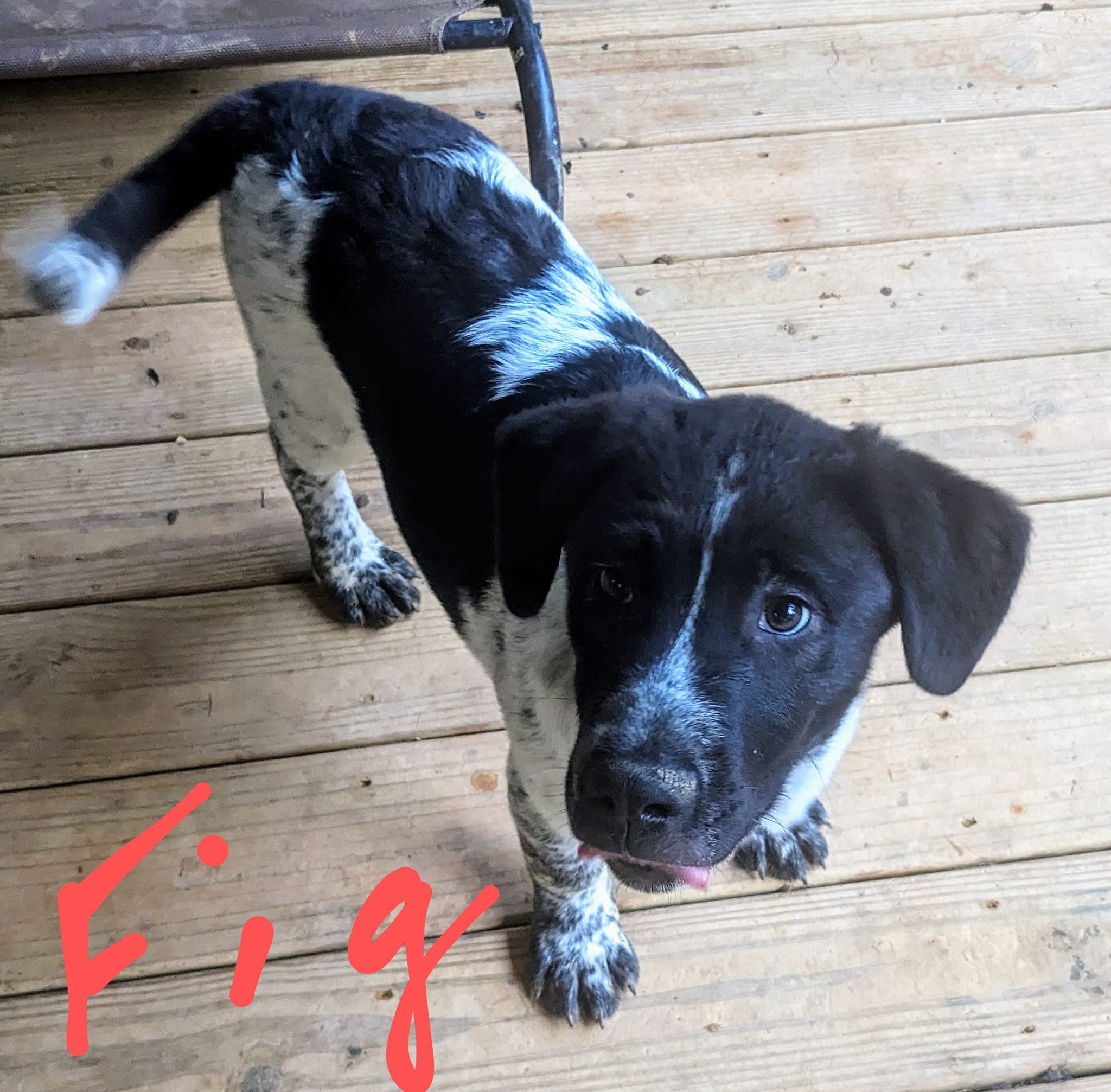 Fig ($50.00 adoption fee), a Adopted Great Pyrenees in Hilham, TN image 3/3