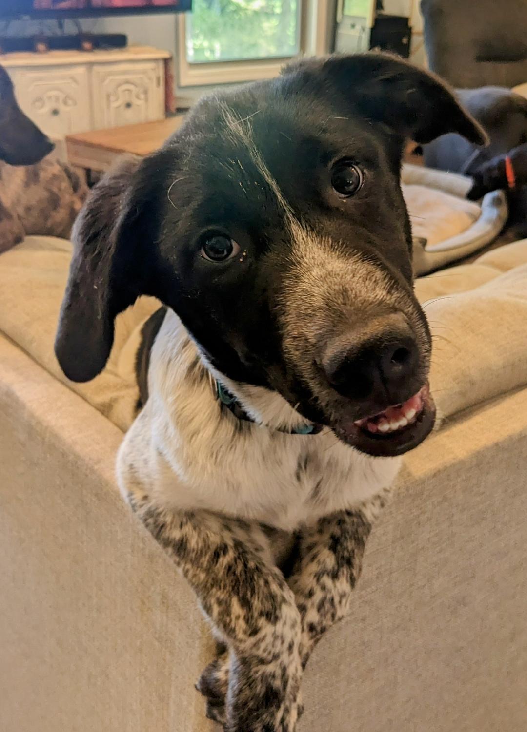 Fig ($50.00 adoption fee), Adopted, Young Male Great Pyrenees.