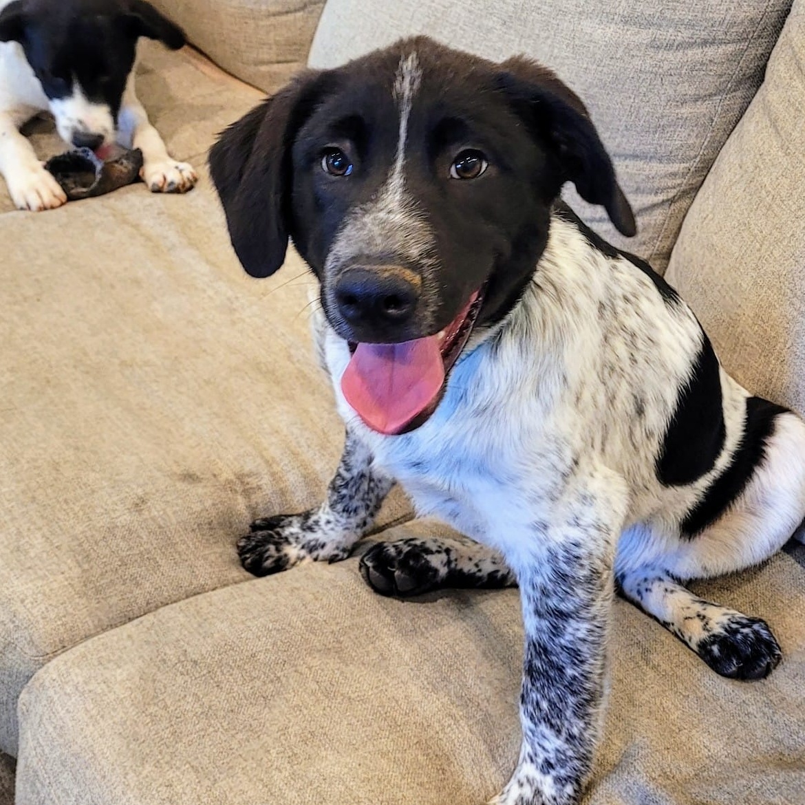 Fig ($50.00 adoption fee), a Adopted Great Pyrenees in Hilham, TN image 2/3