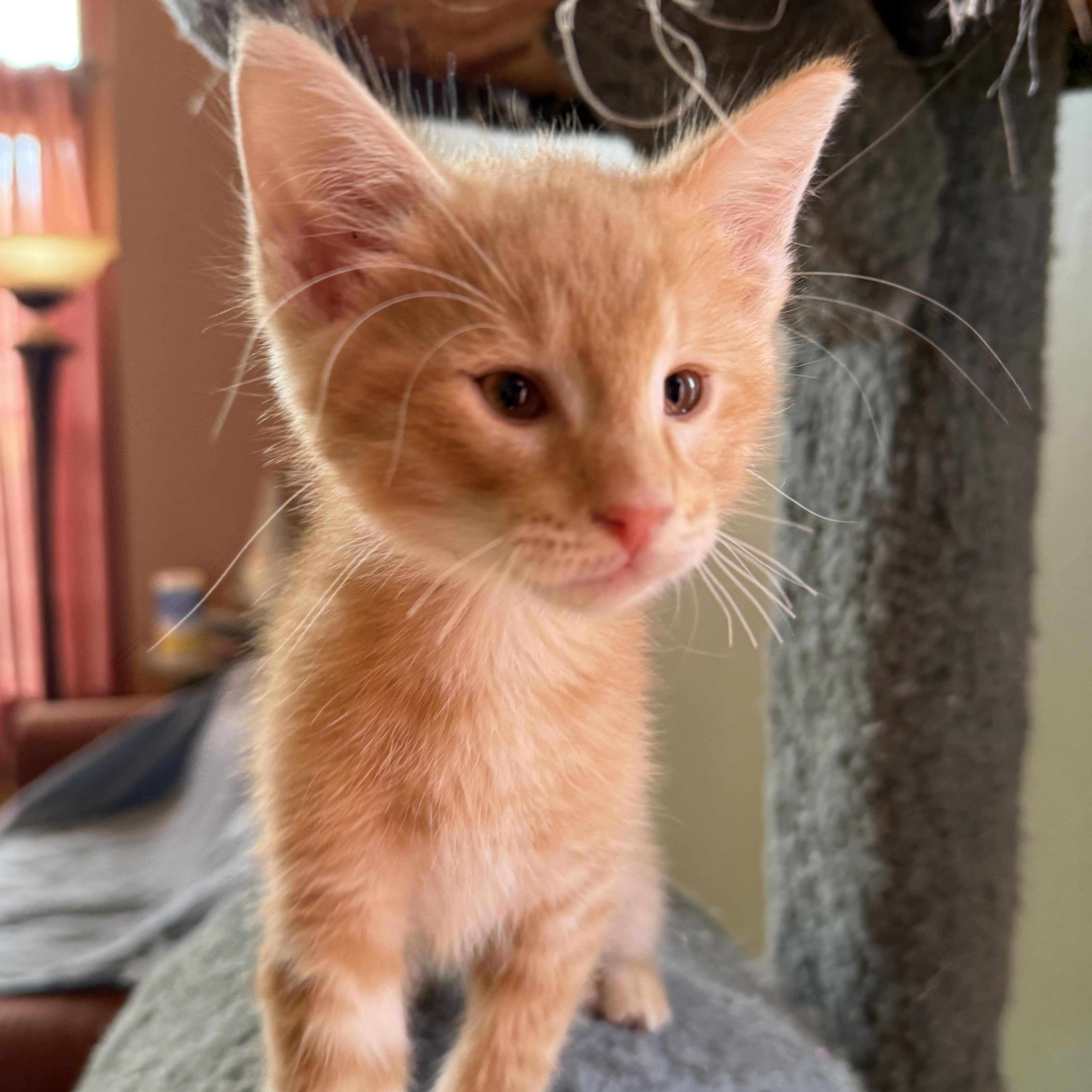 Joey Pants, adopted, Kitten Male Domestic Short Hair.