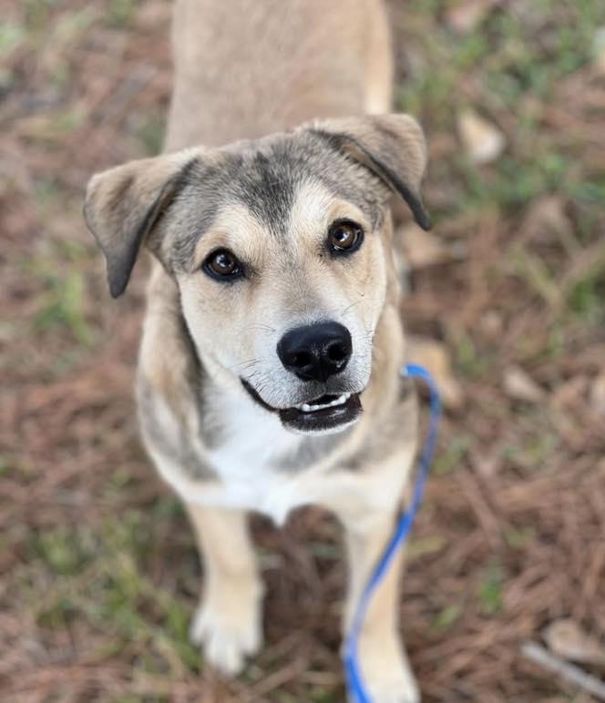 Bodi, Adoptable, Adult Male Mixed Breed.