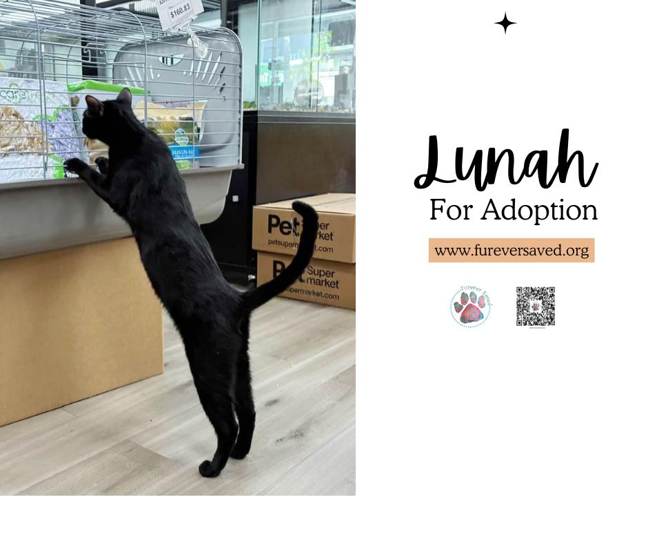 Lunah, a ADOPTABLE Domestic Short Hair in Miami, FL image 5/6
