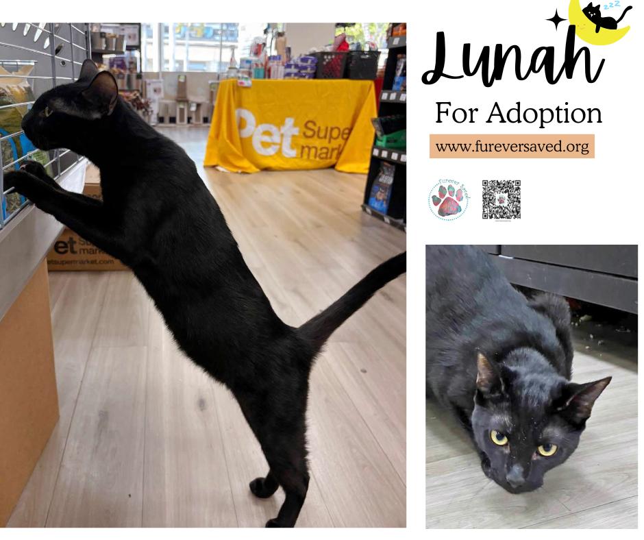 Lunah, ADOPTABLE, Young Female Domestic Short Hair.