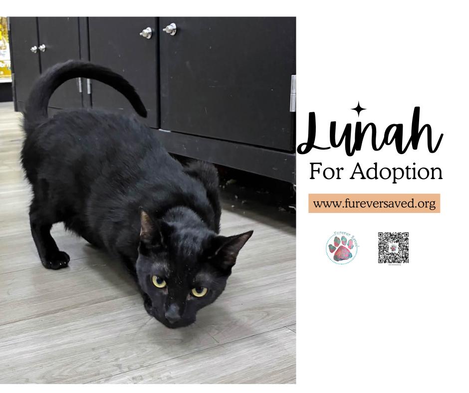 Lunah, a ADOPTABLE Domestic Short Hair in Miami, FL image 2/6