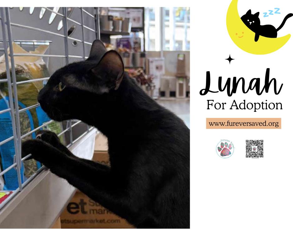 Lunah, a ADOPTABLE Domestic Short Hair in Miami, FL image 4/6