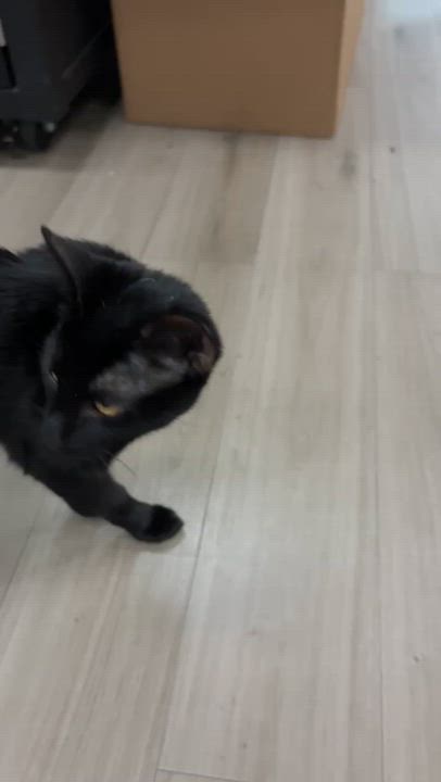 Enlarge Lunah, a ADOPTABLE Domestic Short Hair in Miami, FL video 3/6
