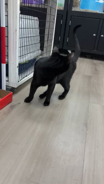 Enlarge Lunah, a ADOPTABLE Domestic Short Hair in Miami, FL video 6/6