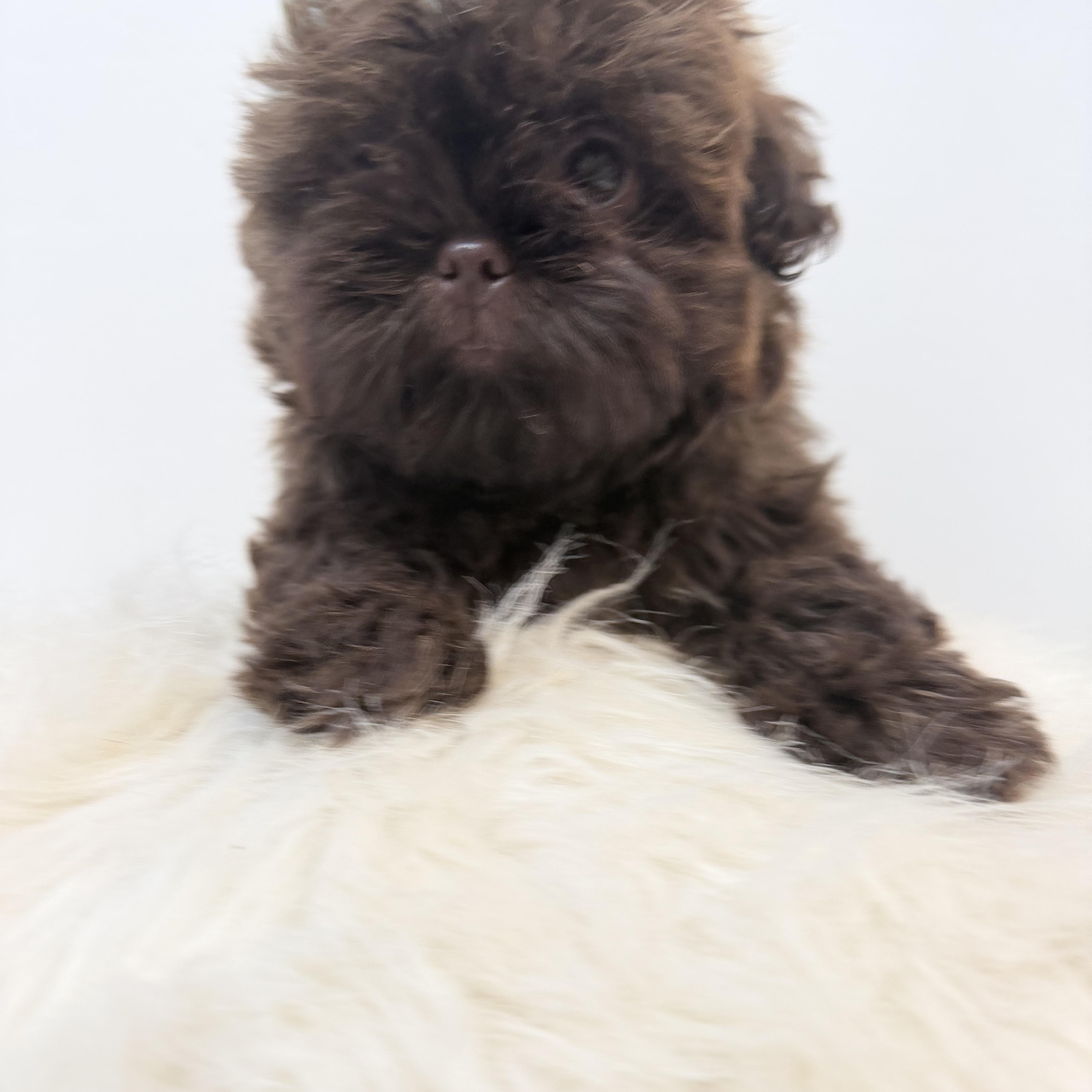 Enlarge Amelie, a Adoptable Shih poo in Wrightstown, NJ image 2/4