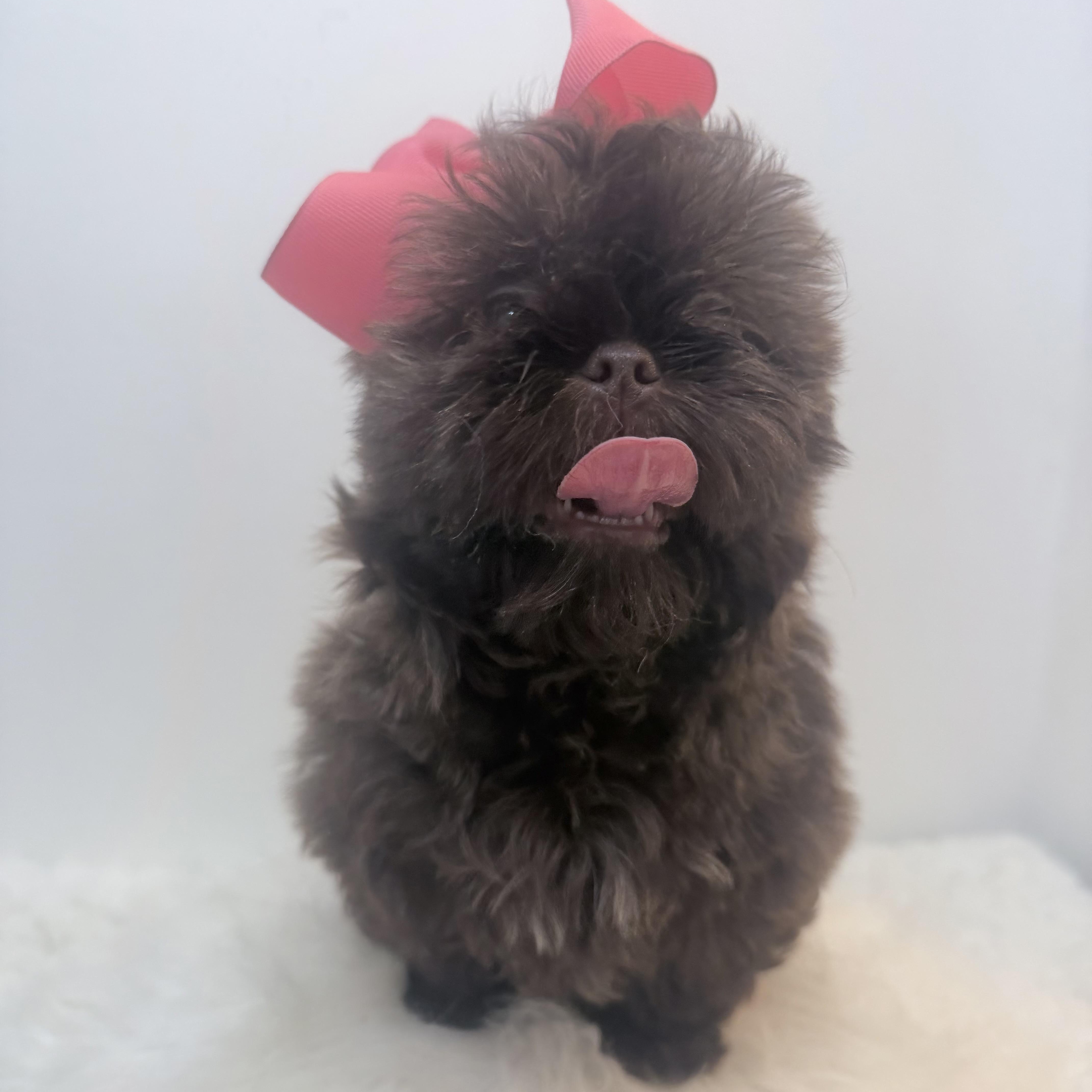 Enlarge Amelie, a Adoptable Shih poo in Wrightstown, NJ image 3/4