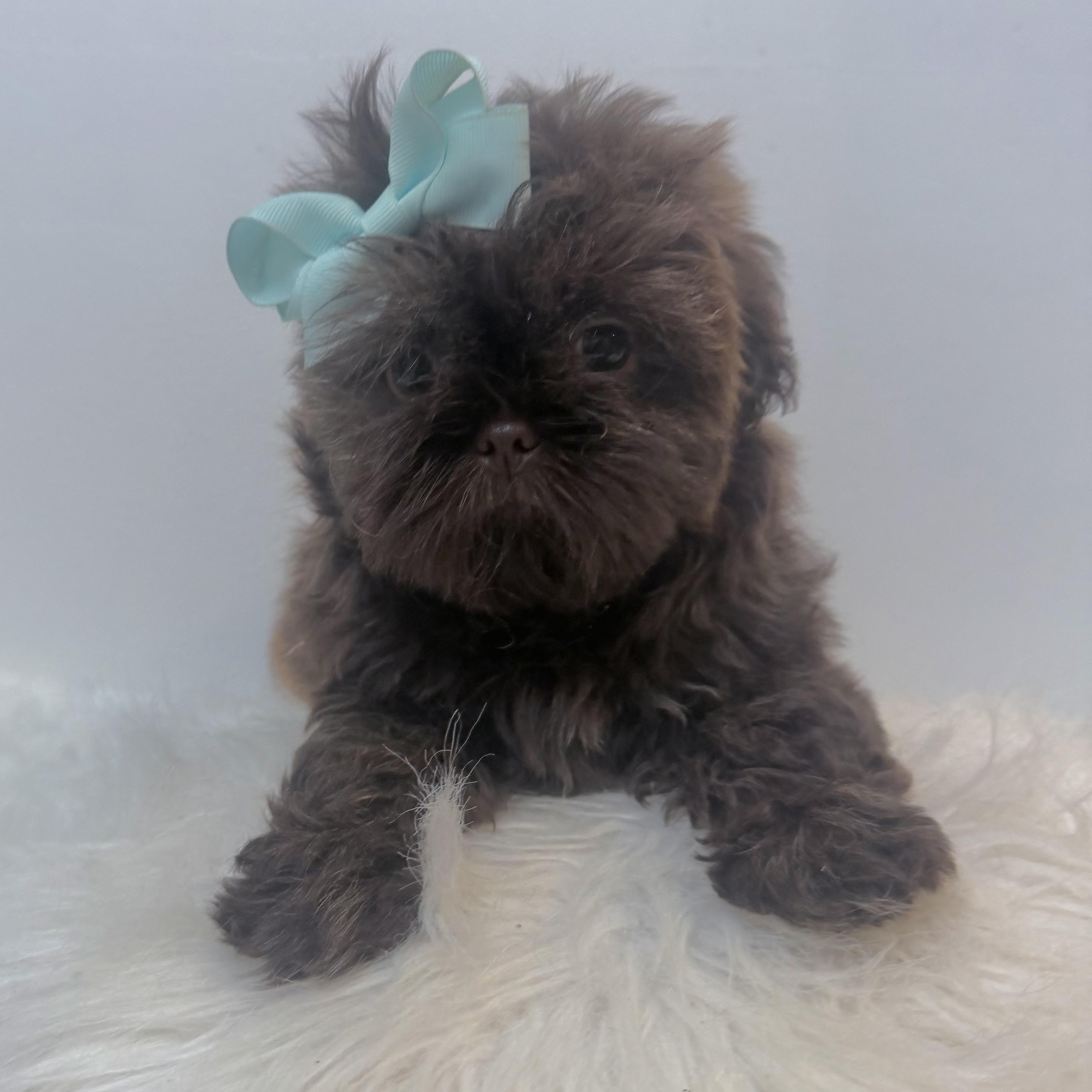 Enlarge Amelie, a Adoptable Shih poo in Wrightstown, NJ image 4/4