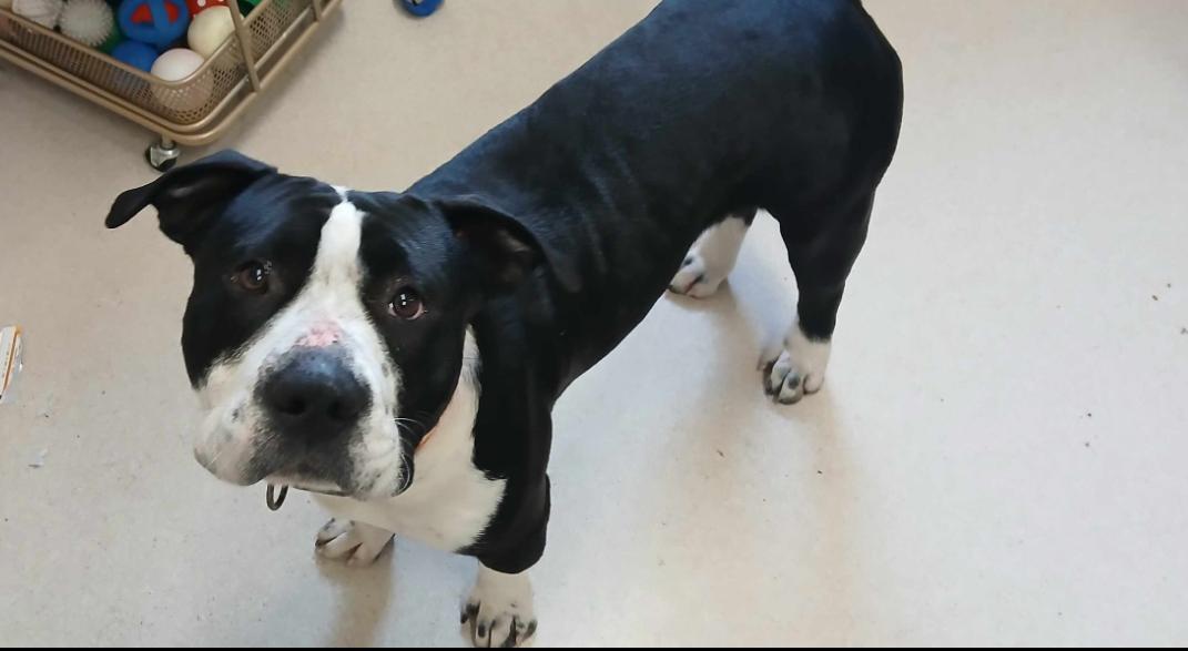 Enlarge Cooper, an adopted Boxer in Shelton, WA image 4/5