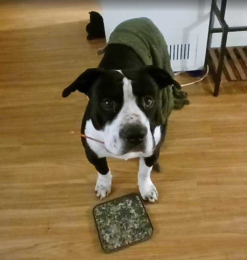 Cooper, adopted, Puppy Male Boxer.