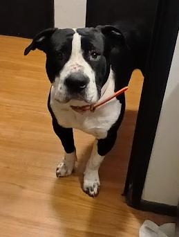 Enlarge Cooper, an adopted Boxer in Shelton, WA image 3/5