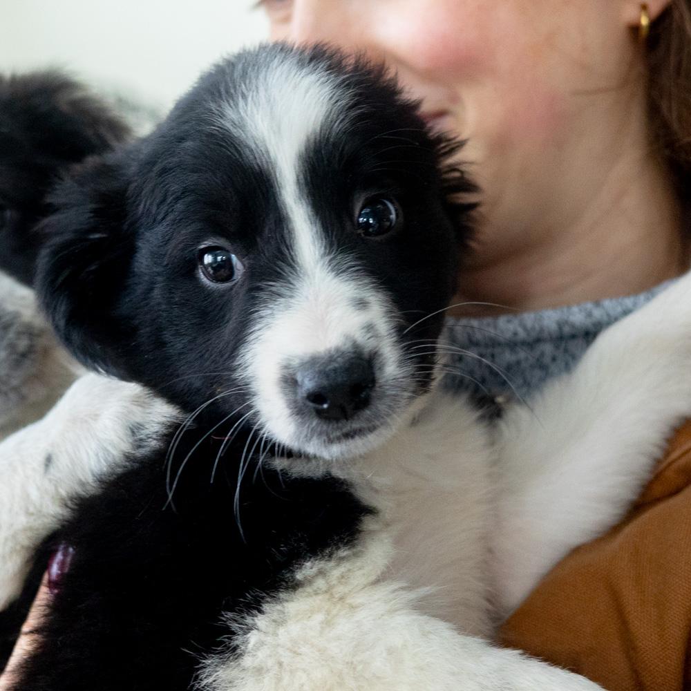 Enlarge Border Collie (2-Females)  , a Adoptable mixed breed in West Grove, PA image 4/5